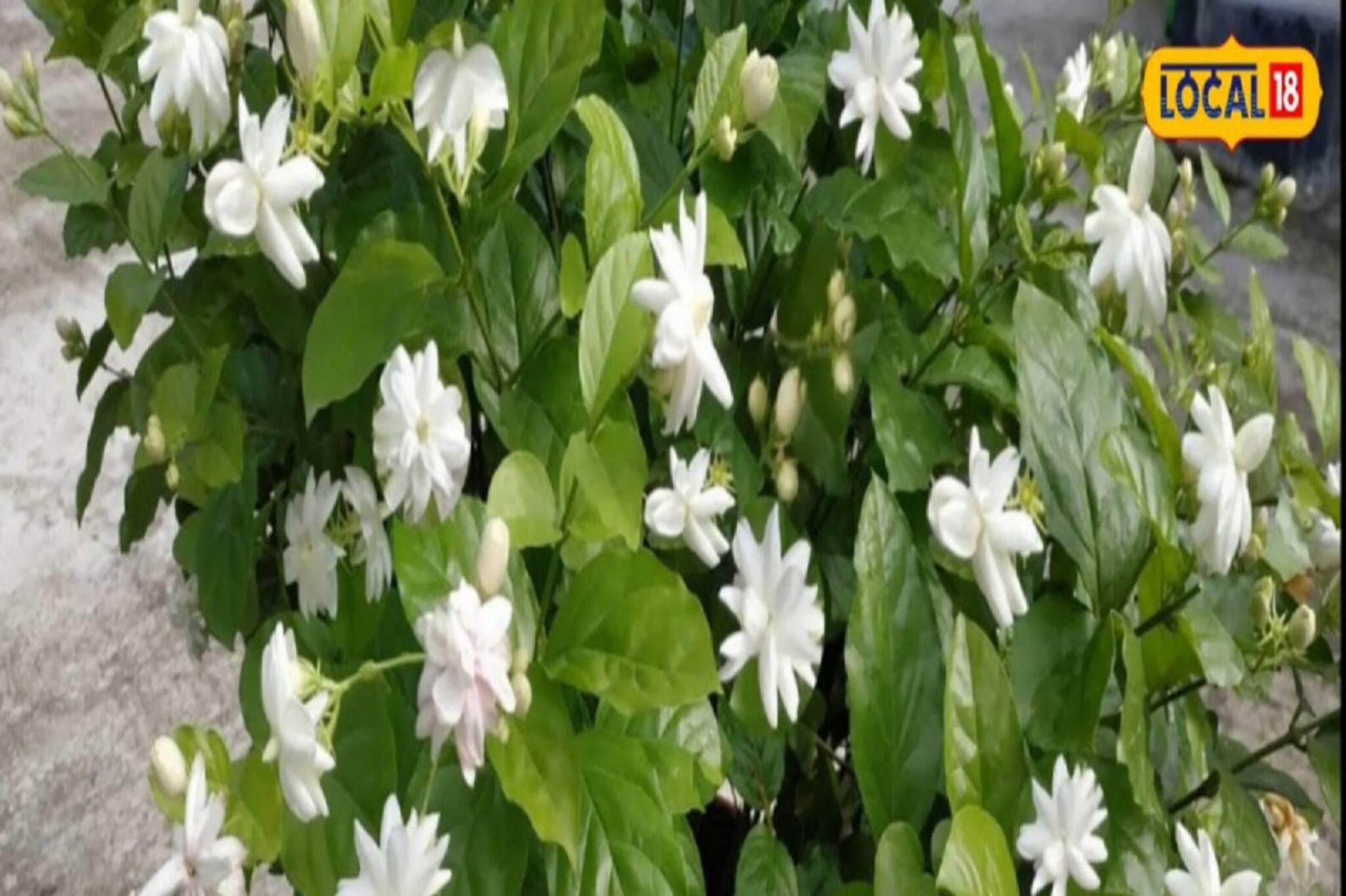 অনিদ্রা থেকে বুকে বসা কফের কষ্ট, অনাদরের এই ফুল প্রাণে বাঁচাবে আপনাকে! জানুন