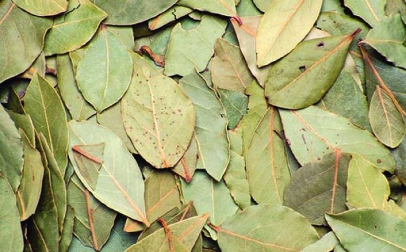 বলা হয়, সামগ্রিকভাবে শরীরের রোগ প্রতিরোধ ক্ষমতা বৃদ্ধিতেও তেজ পাতা পোড়ার গন্ধ বিশেষভাবে কার্যকর হয়ে থাকে। তাহলে দেরি না করে শরীর ও মন চাঙ্গা রাখতে ঘরে ব্যাবহার করুন তেজপাতার ধোঁয়া।(তথ্য: পিয়া গুপ্তা)
