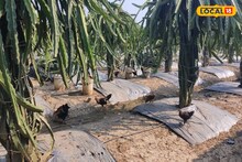 ড্রাগন চাষে সাহায্য করছে দেশি মুরগি! কীভাবে হচ্ছে জানলে চমকে উঠবেন