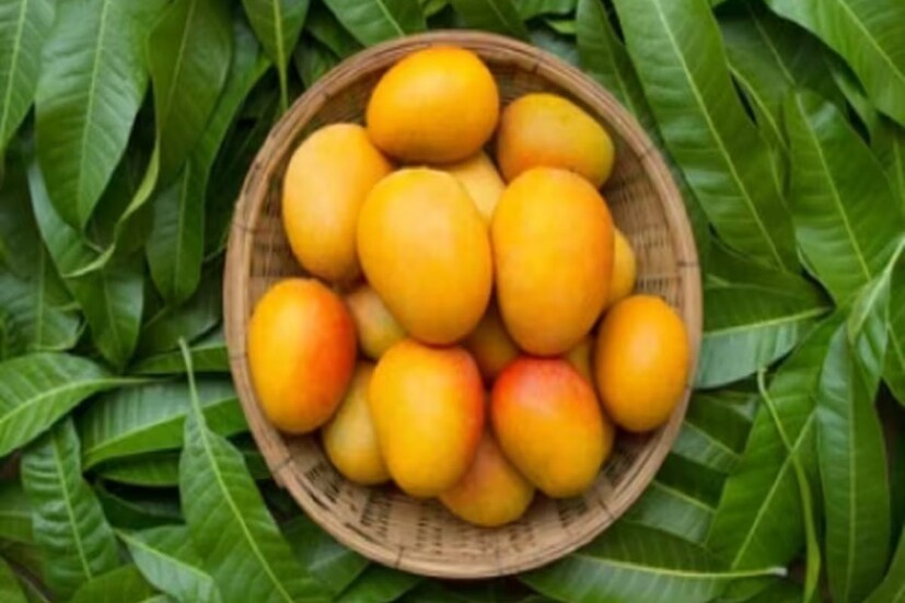 আম- ফলের রাজা আম। সাধারণত আমরা খোসা ছাড়িয়ে আম খেয়ে থাকি কিন্তু আমের খোসা খুবই উপকারী।আমের খোসায় পলিফেনল, ক্যারোটিনয়েড, ওমেগা ৩, ওমেগা ৬ এবং পলিস্যাচুরেটেড ফ্যাটি অ্যাসিড পাওয়া যায়, যা ক্যান্সারের বিরুদ্ধে লড়াই করার ক্ষমতা রাখে। খোসা সমেত পাকা আম না খেতে পারলে, খোসাসমেত আমের আচার করুন৷ 