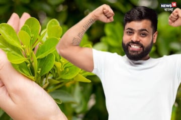 পুরুষদের ক্ষমতা বাড়িয়ে দেয় এই গাছের পাতা! ঘুম থেকে রক্তচাপের সমস্যাও মিটিয়ে দেয় পুরুষদের ক্ষমতা বাড়িয়ে দেয় এই গাছের পাতা! ঘুম থেকে রক্তচাপের সমস্যাও মিটিয়ে দেয়