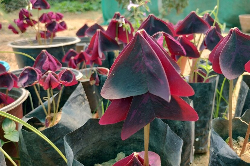 প্রজাপতি গাছ চাষ হচ্ছে বাঁকুড়ায়। সকলের মধ্যে দেখা যাচ্ছে ছোট এই গাছ উপহার দেওয়ার চল।