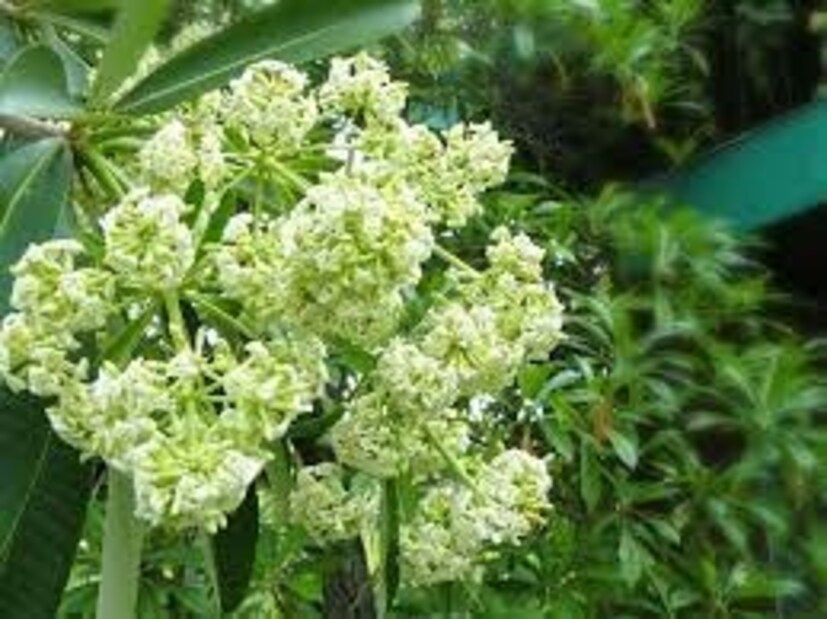 তবে পরিবেশ রক্ষা তথা বাস্তুতন্ত্রের স্বার্থে ছাতিমগাছের উপকারিতা এড়িয়ে যাওয়া যায় না৷ শরৎ থেকে শুরু করে শীত পর্যম্ত ছাতিমফুল ফোটে৷ তখন এর তীব্র গন্ধে সমস্যা দেখা দিতে পারে৷ বছরের বাকি সময়ে ছাতিমগাছ কোনও সমস্যার কারণ হয় না৷