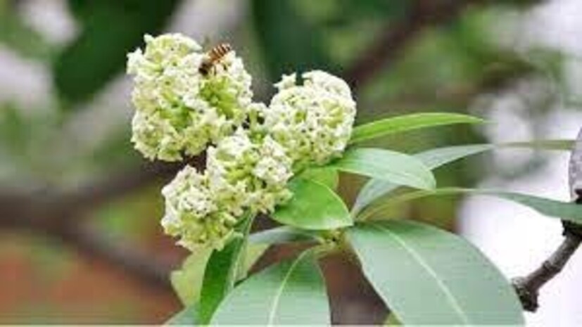 ছাতিমফুলের রেণু থেকে অ্যালার্জিক প্রতিক্রিয়া হতে পারে৷ এই গাছ থেকে নিঃসৃত রজনজাতীয় সাদা রস থেকেও সংক্রমণ হতে পারে৷