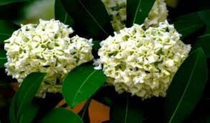 তবে এই গাছের তথা ফুলের তীব্র গন্ধের একাধিক পার্শ্বপ্রতিক্রিয়াও আছে৷ সে বিষয়ে সতর্ক করেছেন চিকি‍ৎসক লক্ষ্মীদত্ত শুক্ল৷