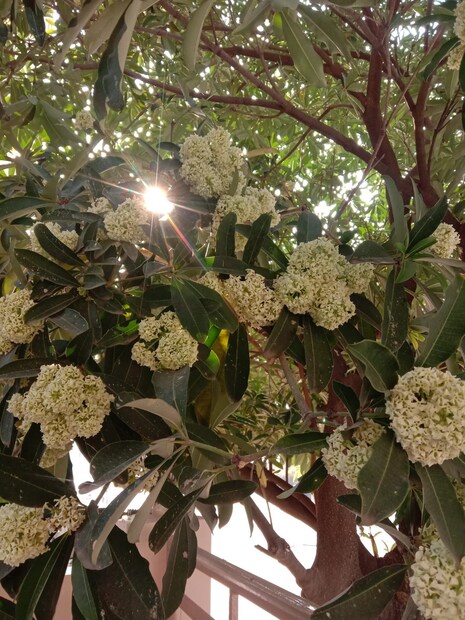 ছাতিমফুলের গন্ধ তীব্র মাদকতাময়৷ আবিষ্ট করে দেয় অনুভূতি৷ অনেকের কাছেই এই সুবাস অত্যন্ত প্রিয়৷ আবার অনেকেই এই গন্ধ সহ্য করতে পারেন না৷