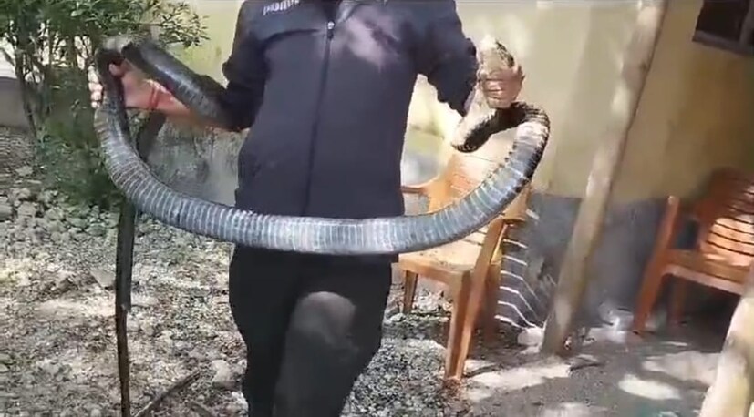 জানা যায়, মেটেলি ব্লকের দক্ষিণ ধূপঝোরার একটি বেসরকারি রিসর্ট থেকে প্রায় ১০ ফুট লম্বা কিং কোবরাটিকে উদ্ধার করা হয়। প্রতিবেদন : রকি চৌধুরী 