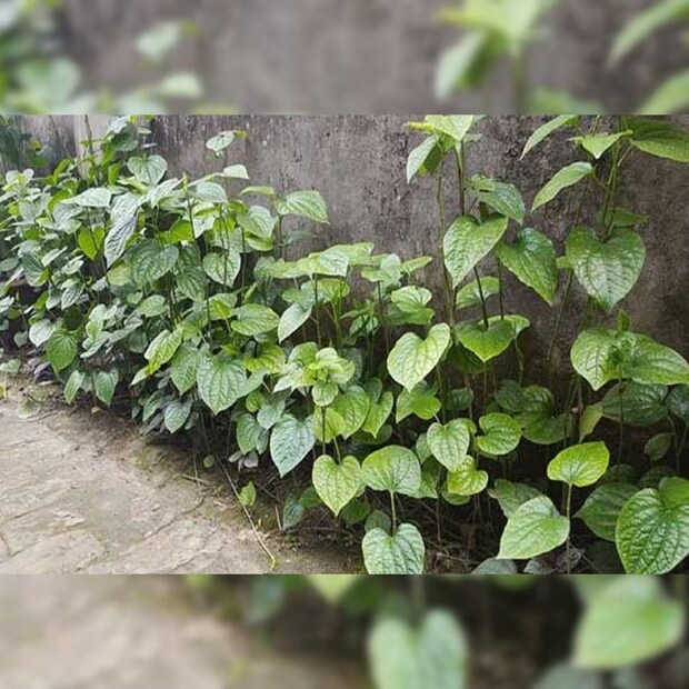 চুই ঝালের ঔষধি গুনাগুন জানলে অবাক হবেন। পান গাছের মতো লতানো গাছ চুই ঝাল। সপুষ্পক এই উদ্ভিদের পাতা কিছুটা পুরু এবং লম্বাটে। এই চুই ঝালের লতা বা কান্ড কেটে কেটে বিভিন্ন রান্নায় খাদ্য সামগ্রী হিসেবে ব্যবহৃত হয়। 