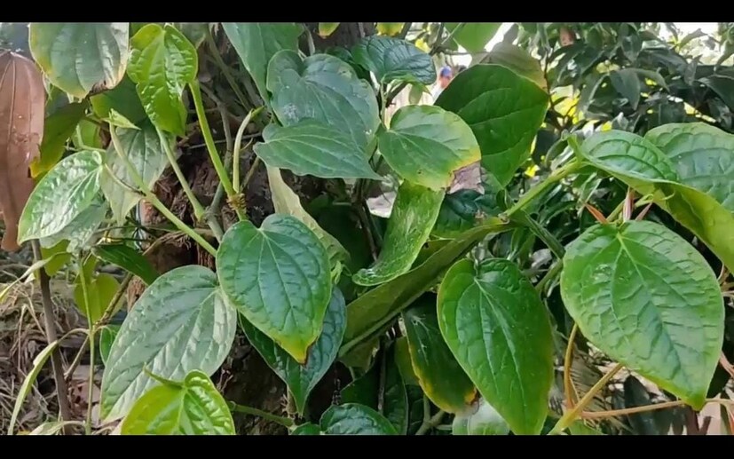 এর পাতা চিবিয়ে খেলে শারীরিকভাবে ভাল। রয়েছে ঔষধি গুণাবলী। এই চুই ঝাল ভারতের বিভিন্ন জায়গায় দেখা যায়। সামান্য পরিচর্যা কিংবা অযত্নে বিভিন্ন জায়গায় বেড়ে ওঠে এই গাছ। তবে গুণাবলীতে ভরপুর।