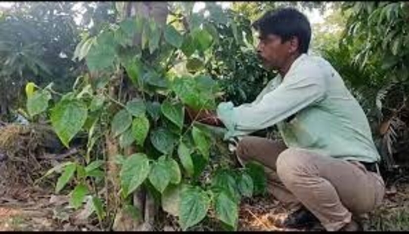স্নায়বিক উত্তেজনা, মানসিক অস্থিরতা প্রশমনে উপকারী এই গাছ। পাশাপাশি, হাঁচি, কাশি, হাঁপানি বিভিন্ন রোগের দাওয়াই হিসেবে কাজে লাগে এই গাছের অংশ। পাকস্থলী কিংবা অন্ত্রের প্রদাহ প্রশমনে বেশ কার্যকারী এই গাছ।