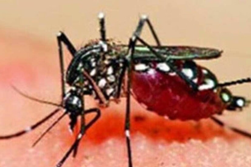  এই বিষয়টি নিয়ে সে রাজ্যের স্বাস্থ দফতরের পক্ষ থেকে বিশেষ আলোচনা সভা করা হয়েছে৷ সেখানে স্পষ্ট নির্দেশ দিয়ে বলা হয়েছে, একেবারে গোড়াতেই যাতে এই রোগের কোনওরকম সংক্রমণ না দেখা যায়, তা ব্যবস্থা নিতে হবে৷ (প্রতীকী ছবি)