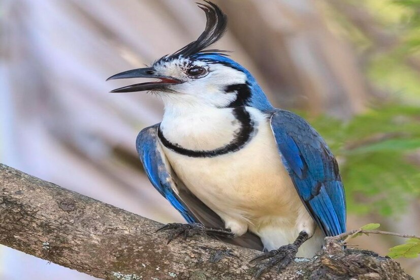 Good Luck Bird: ১ শালিক দেখলেই দিন খারাপ, ২ শালিক মানেই দিন ভাল। বাংলায় এমন একটা বিশ্বাস বহু মানুষের মধ্যেই আছে। Good Luck Bird: ১ শালিক দেখলেই দিন খারাপ, ২ শালিক মানেই দিন ভাল। বাংলায় এমন একটা বিশ্বাস বহু মানুষের মধ্যেই আছে।