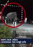 রাস্তায় দৌড়চ্ছে হাতি! আতঙ্কে কাঁটা সাধারণ মানুষ