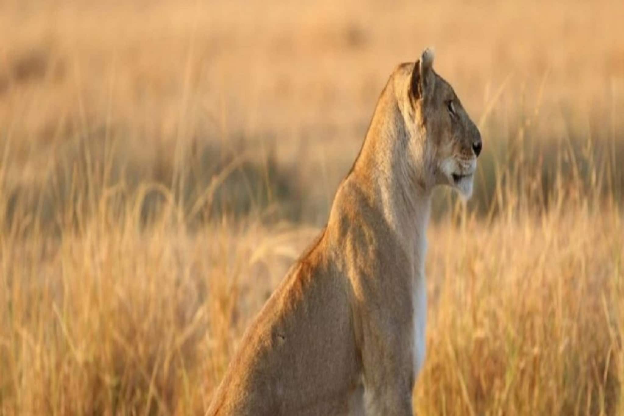 পোষ্য একেবারে সিংহীর আকারের, দেখেছেন কখনও এত বড় কুকুর