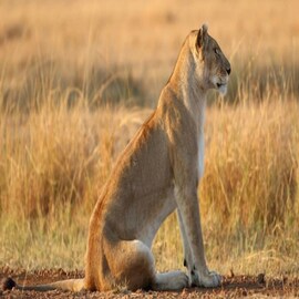পোষ্য একেবারে সিংহীর আকারের, দেখেছেন কখনও এত বড় কুকুর পোষ্য একেবারে সিংহীর আকারের, দেখেছেন কখনও এত বড় কুকুর