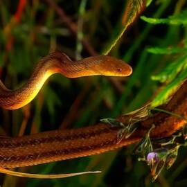 সাপের বিষের নেশা কেমন? কী হয় মানুষের শরীরে? ড্রাগের থেকে দামি এই জিনিস