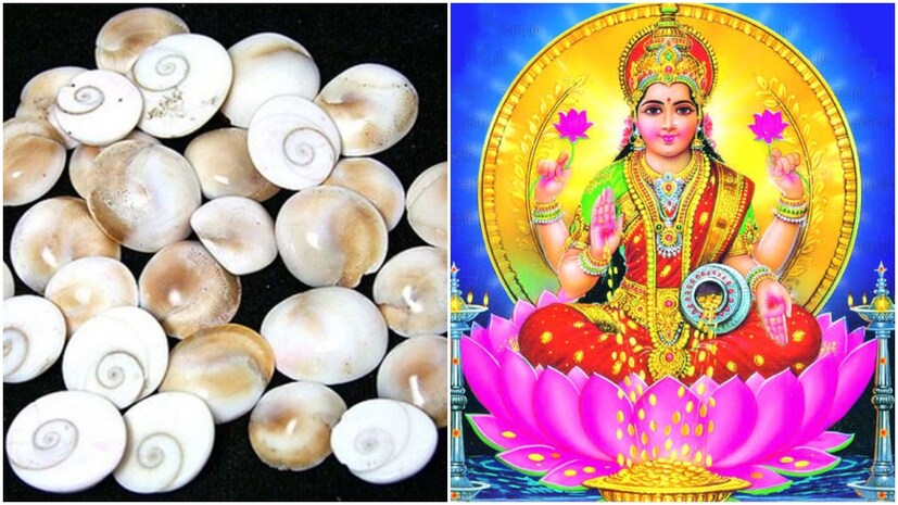 ধনতেরাসের দিন কড়ি কেনা শুভ বলে মনে করা হয়। প্রাচীনকালে, শাঁস অর্থ হিসাবে ব্যবহৃত হত। দীপাবলির দিনে দেবী লক্ষ্মীর পুজোয় এই কড়িগুলি নিবেদন করলে দেবী লক্ষ্মী প্রসন্ন হন।