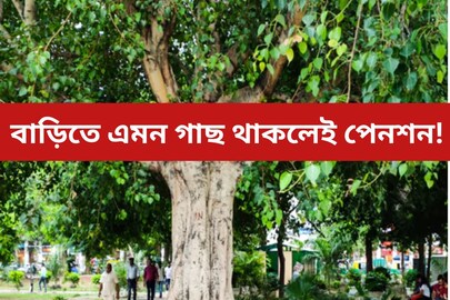 বাড়িতে এমন গাছ থাকলেই পেনশন! মাসে মাসে মোটা টাকা, দুর্দান্ত স্কিম আনল এই সরকার