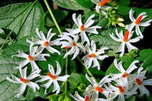 ডায়াবেটিস থেকে ঠান্ডা লাগা বাতের ব্যথা, একাধিক রোগ সারায় শিউলি!
