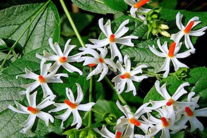 ডায়াবেটিস থেকে ঠান্ডা লাগা বাতের ব্যথা, একাধিক রোগ সারায় শিউলি! কীভাবে ব্যবহার করবেন?  