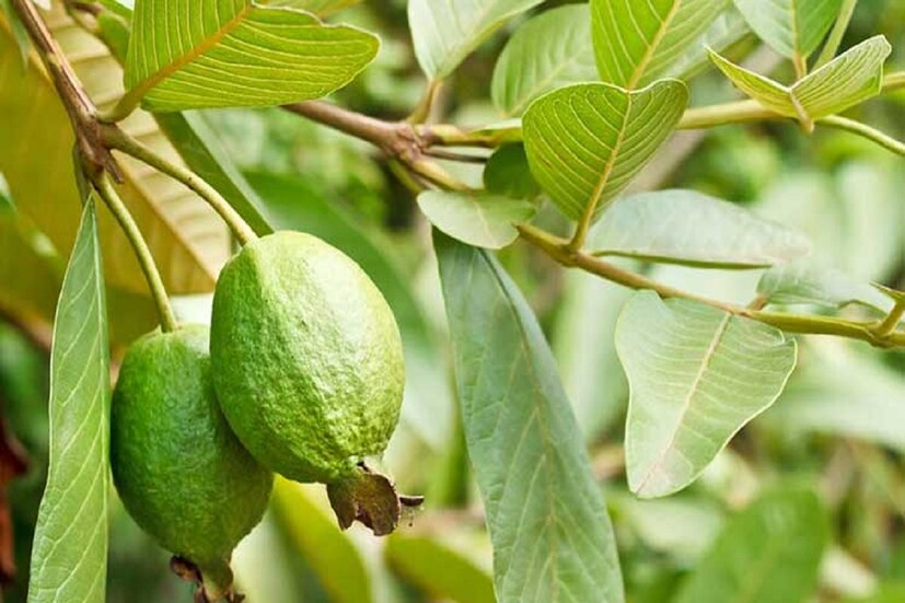 পেয়ারা পাতা চুল পড়া বন্ধ করতে পারে ৷ এমনকী, নতুন চুল গজাতে সাহায্য করবে পেয়ারা পাতা ! জানতে হবে ব্যবহারের সঠিক পদ্ধতি। photo source collected 
