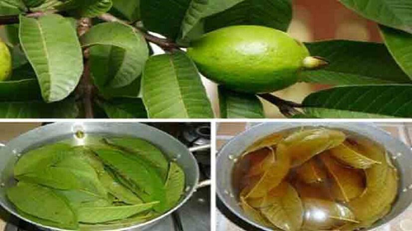 চিকিৎসকরা বলছেন, পেয়ারা পাতা শুধু চুল পড়া নয়, চুলের গ্রোথ বাড়াতে, চুলকে সুন্দর করে তুলতে, এমনকী অকালপক্কতা দূর করতেও কাজে দেয় বেশি ! তাই বিউটি পার্লারে গিয়ে টাকা খরচ না করে নিয়মিত পেয়ারা পাতা মাথায় মাখুন ! কাজ দেবে বেশি ৷photo source collected 