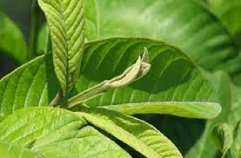 কীভাবে কাজে লাগাবেন পেয়ারা পাতা: একটি পাত্রে জল নিয়ে তাতে বেশ কয়েকটা পেয়ারা পাতা দিয়ে দিন ৷ ২০ মিনিটের মতো, পেয়ারা পাতা দেওয়া জলকে ফুটিয়ে নিন ৷ জল ফুটে গেলে পেয়ারা পাতার কাৎ তৈরি হবে ৷ ঠান্ডা করে তা চুলে ও স্কাল্পে লাগিয়ে নিন ৷  এবার দুই থেকে তিন ঘণ্টা মাথায় রাখুন ৷ photo source collected 