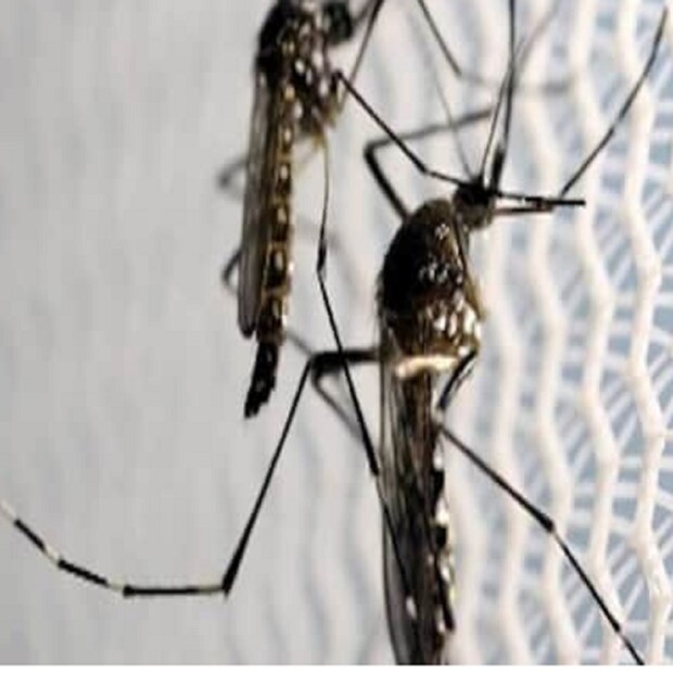মশারা নানা রকমের গন্ধ পায়। ঘাম থেকে নির্গত অ্যামোনিয়া, ল্যাকটিক অ্যাসিড, এর গন্ধ পায় এরা। অতিরিক্ত পরিশ্রমে যেন শরীর গরম হয় এবং ল্যাকটিক অ্যাসিড তৈকি হয়। ঘামের গন্ধের উপরেও নির্ভর করে, কাকে মশা বেশি কামড়াবে। যারা ঘামে বেশি তাদের বহু দূর থেকেই সহজে হদিশ পায় মশারা। 