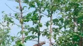 শিকারের ভিডিও-টি পান্না জাতীয় ব্যাঘ্র উদ্যান (Panna Tiger Reserve)-এর পক্ষ থেকেই ট্যুইটারে পোস্ট করা হয়েছে শিকারের ভিডিও-টি পান্না জাতীয় ব্যাঘ্র উদ্যান (Panna Tiger Reserve)-এর পক্ষ থেকেই ট্যুইটারে পোস্ট করা হয়েছে