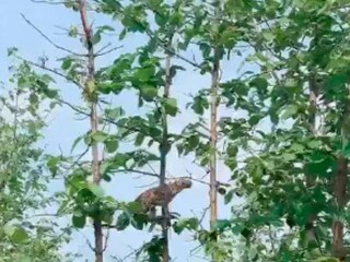 শিকারের ভিডিও-টি পান্না জাতীয় ব্যাঘ্র উদ্যান (Panna Tiger Reserve)-এর পক্ষ থেকেই ট্যুইটারে পোস্ট করা হয়েছে