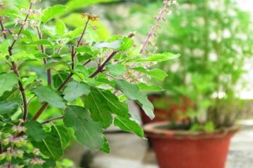 খবরদার...! তুলসীপাতা এভাবে ছিঁড়ছেন না তো? ঘোর অমঙ্গল সংসারে, এক ভুলেই সর্বনাশ! খবরদার...! তুলসীপাতা এভাবে ছিঁড়ছেন না তো? ঘোর অমঙ্গল সংসারে, এক ভুলেই সর্বনাশ!