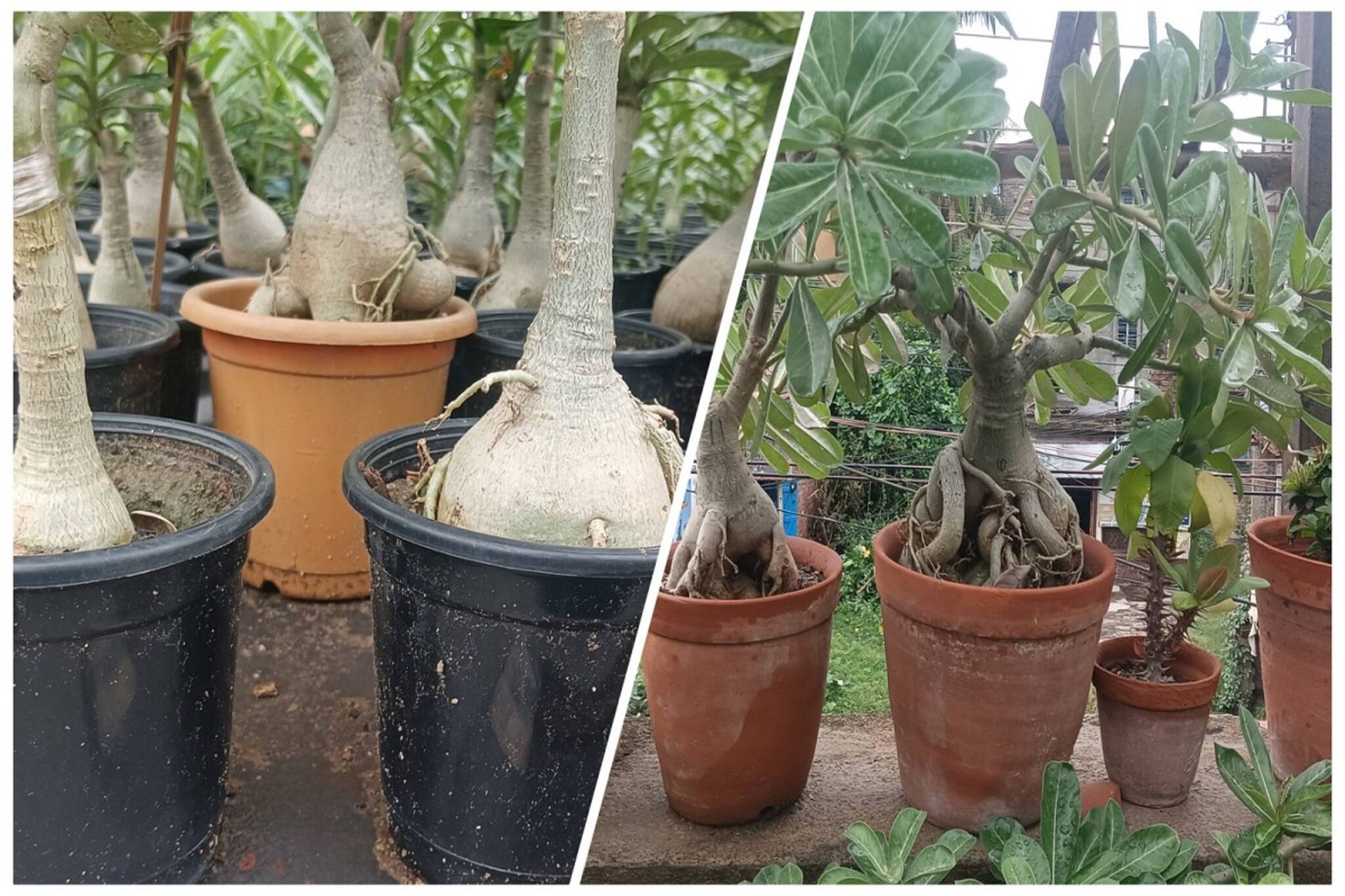 মাটির টব নাকি প্লাস্টিকের টব! বাড়িতে গাছ লাগানোর জন্য কোনটা বেশি ভাল! জানুন