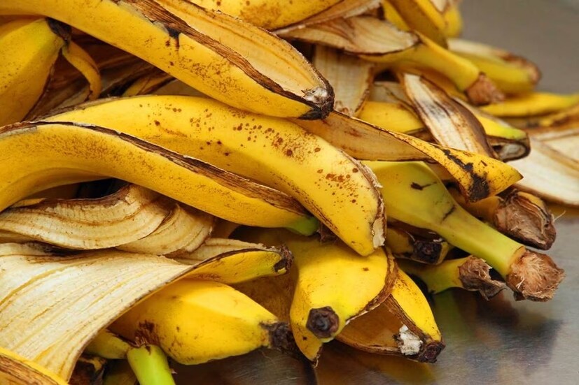 প্রাথমিক চিকিৎসায়: কলার খোসায় অ্যান্টিমাইক্রোবিয়াল, অ্যান্টিঅক্সিডেন্ট এবং অ্যান্টি-ইনফ্লেমেটরি বৈশিষ্ট্য থাকে। যার কারণে কলার খোসাকে প্রাথমিক চিকিৎসায় ব্যবহার করা যেতে পারে। যদি কোনো পোকা-মাকড় হঠাৎ কামড় দেয় বা চুলকানি থেকে রক্ষা পাওয়ার জন্য কলার খোসা কাজে লাগাতে পারেন। দ্রুত ব্যথা ও চুলকানি সেরে যাবে। মাথা ব্যথার ওষুধ বা কেটে গেলেও লাগাত পারেন।