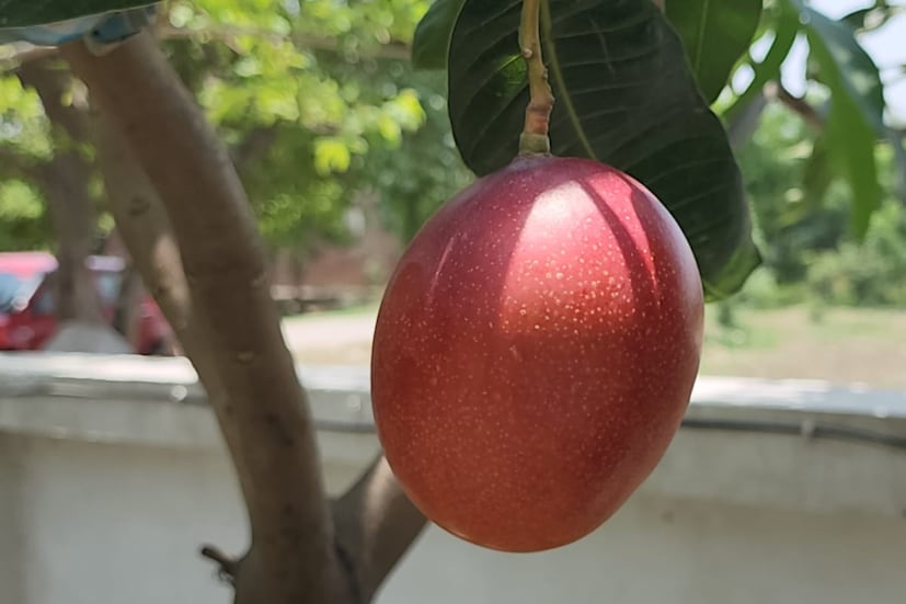 এই আমের ফুড ভ্যালু বেশি , গ্লেজ বেশি। বিশ্বের সব থেকে দামি আম। তাই বলে এত দাম!
