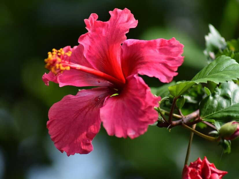 যদি আপনি গাছটির জন্য একটি তৈরি সার ব্যবহার করেন তবে নিশ্চিত করুন যে এতে পটাসিয়াম বেশি এবং ফসফরাস কম রয়েছে, কারণ অন্যথা এটি গাছের বৃদ্ধিকে বাধা দিতে পারে।