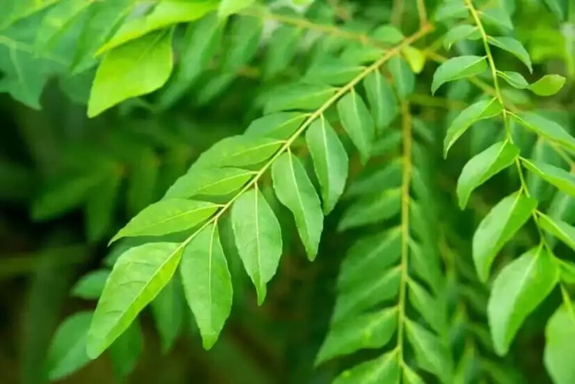 যদি নিয়ম করে প্রতিদিন এই পাতার রস খেতে পারেন তাহলে কিন্তু একদিনেই ১ কেজি ওজন কমানো সম্ভব। আকাশ থেকে পড়ছেন শুনে? না খুব একটা কঠিন কিন্তু নয় এই ওয়েট লস জার্নি।