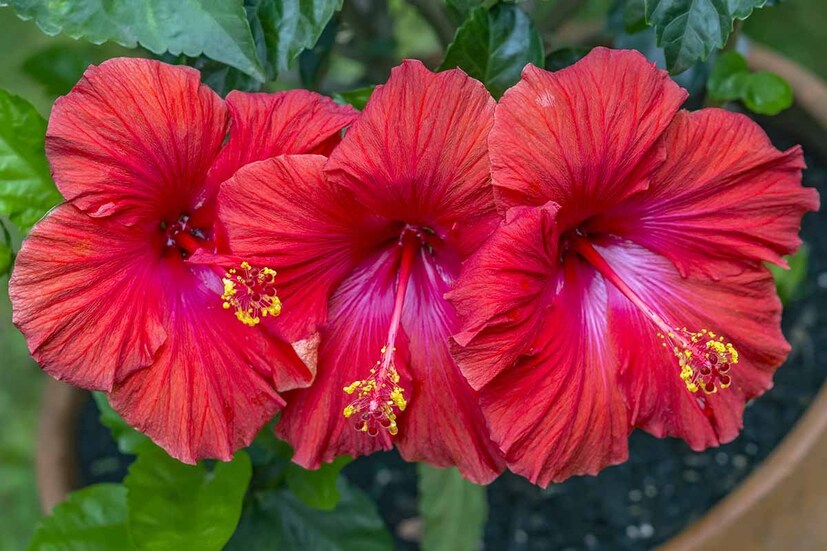 জবা ফুলের অন্যান্য প্রতিকার:লাল জবা ফুল শুধু সম্পদই বাড়ায় না, গ্রহ-কষ্ট থেকেও মুক্তি দেয়। আপনি যদি নিয়মিত সূর্য দেবতার পূজায় জবা ফুল অর্পণ করেন, তাহলে আপনার মন ও মস্তিষ্ক সজীব থাকবে। এই প্রতিকারের মাধ্যমে, আপনার শত্রু এবং প্রতিপক্ষ আপনার ক্ষতি করতে পারবে না এবং আপনি একটি সুস্থ শরীর-স্বাস্থ্য পাবেন।