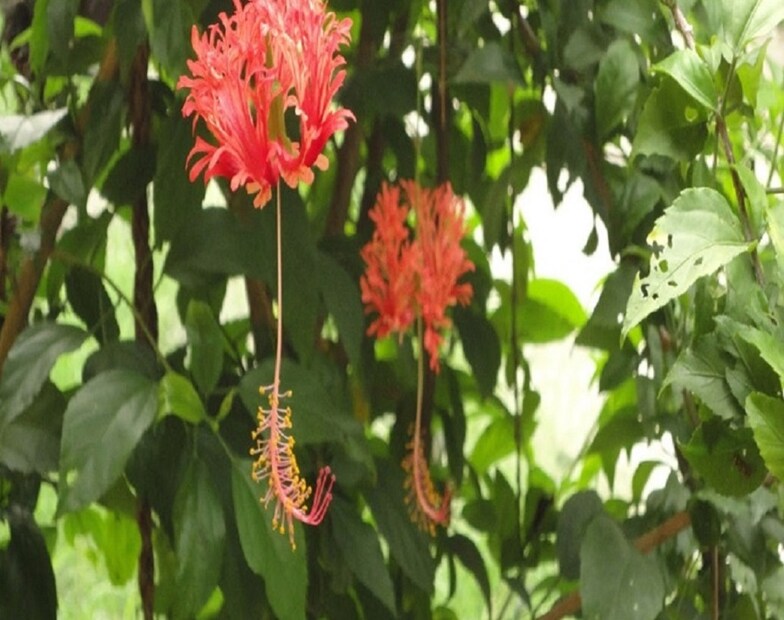 এই সহজ ঘরোয়া প্রতিকার আপনাকে দ্রুত আপনার জবা গাছটির বৃদ্ধি করতে সাহায্য করবে। আপনার যদি একটি ছোট জবা গাছের চাড়া থাকে তবে মিশ্রণটি প্রস্তুত করার সময় মাত্র এক চা চামচ চায়ের গুঁড়া যোগ করুন তাতে।