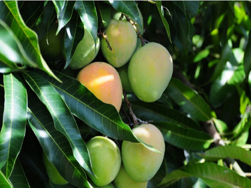 বাংলায় যখন হিমসাগর মন ভোলাচ্ছে, তখন উত্তরপ্রদেশে ল্যাংড়া, চৌসা, মহারাষ্ট্রে আলফানসোর বিরাট কদর।