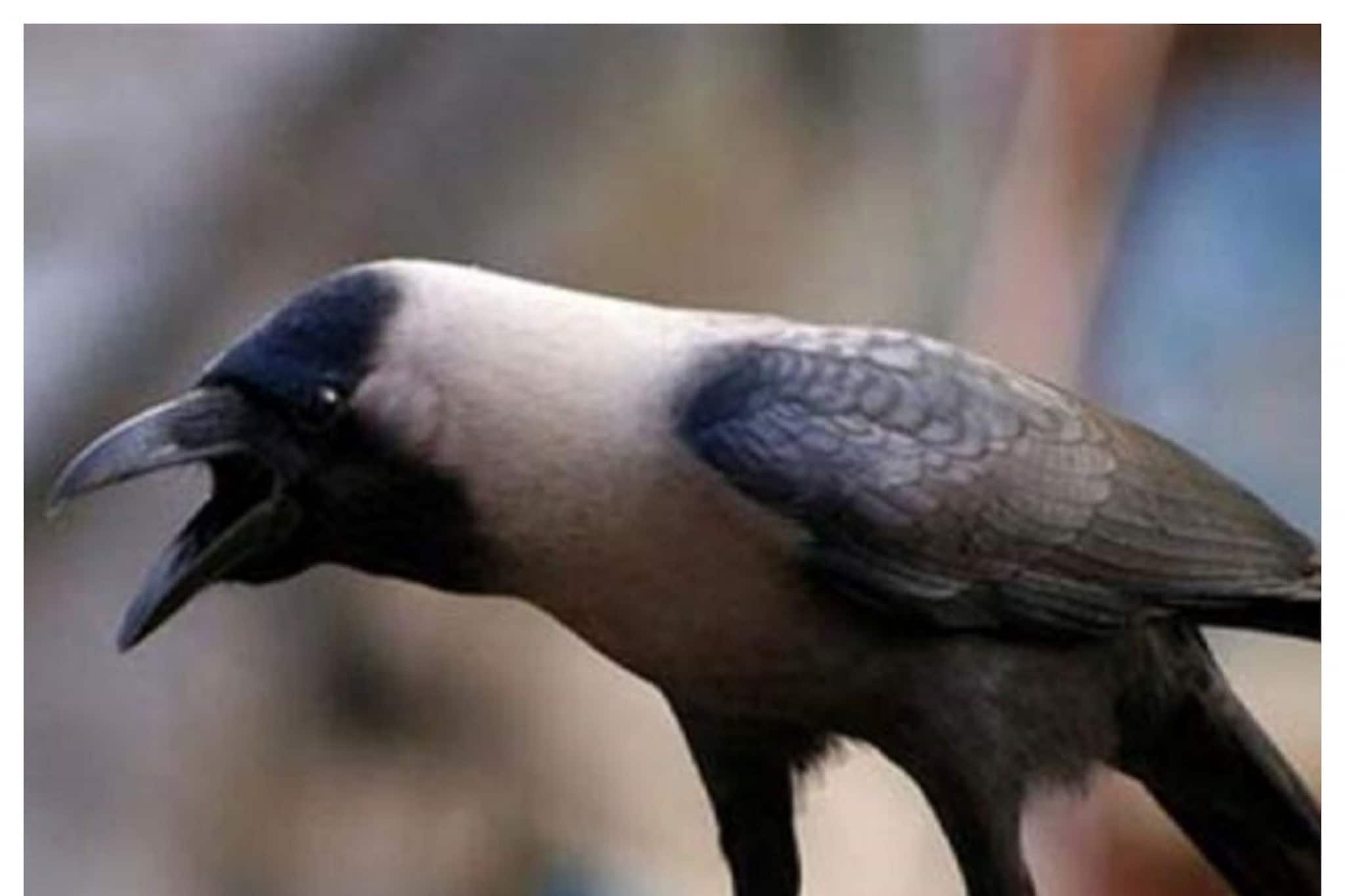 কাক নিয়ে ভয়ঙ্কর দাবি বিজ্ঞানীর! মানুষের মতো করতে পারে ভয়াবহ এক কাজ, ১৭ বছর ধরে