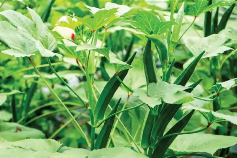 ঢ্যাঁড়শ স্বাস্থ্যের পক্ষে খুবই উপকারী। স্বাস্থ্য বিজ্ঞানীরা বলেন,ঢ্যাঁড়শ মানবদেহে ল্যাক্সিটিভের কাজ করে। অন্যদিকে ঢ্যাঁড়শ খেলে নাকি রক্তের শর্করা অনেকটা নিয়ন্ত্রণে থাকে। ঢ্যাঁড়শএমন একটা সবজি যা মরশুমি হিসেবে বাজারে পাওয়া যায়। তাই ঢ্যাঁড়শের যোগান বাজারে বরাবরই অনেকটাই কম থাকে।ফলে দামটা বেশ চড়া হয়।