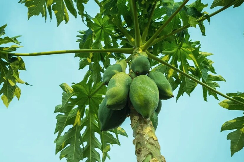 Papaya Benefits: পেঁপে ফল শুধু খেতে সুস্বাদু নয়, এর অনেক উপকারিতা রয়েছে। উদাহরণস্বরূপ, এটি মহিলাদের মাসিক সংক্রান্ত সমস্যা সমাধানের জন্য একটি প্যানেসিয়া হিসাবে কাজ করে। পেঁপেতে পাওয়া গুণাগুণ ঋতুচক্রকে ঠিক রাখে যা পেট ব্যথা কমায়।