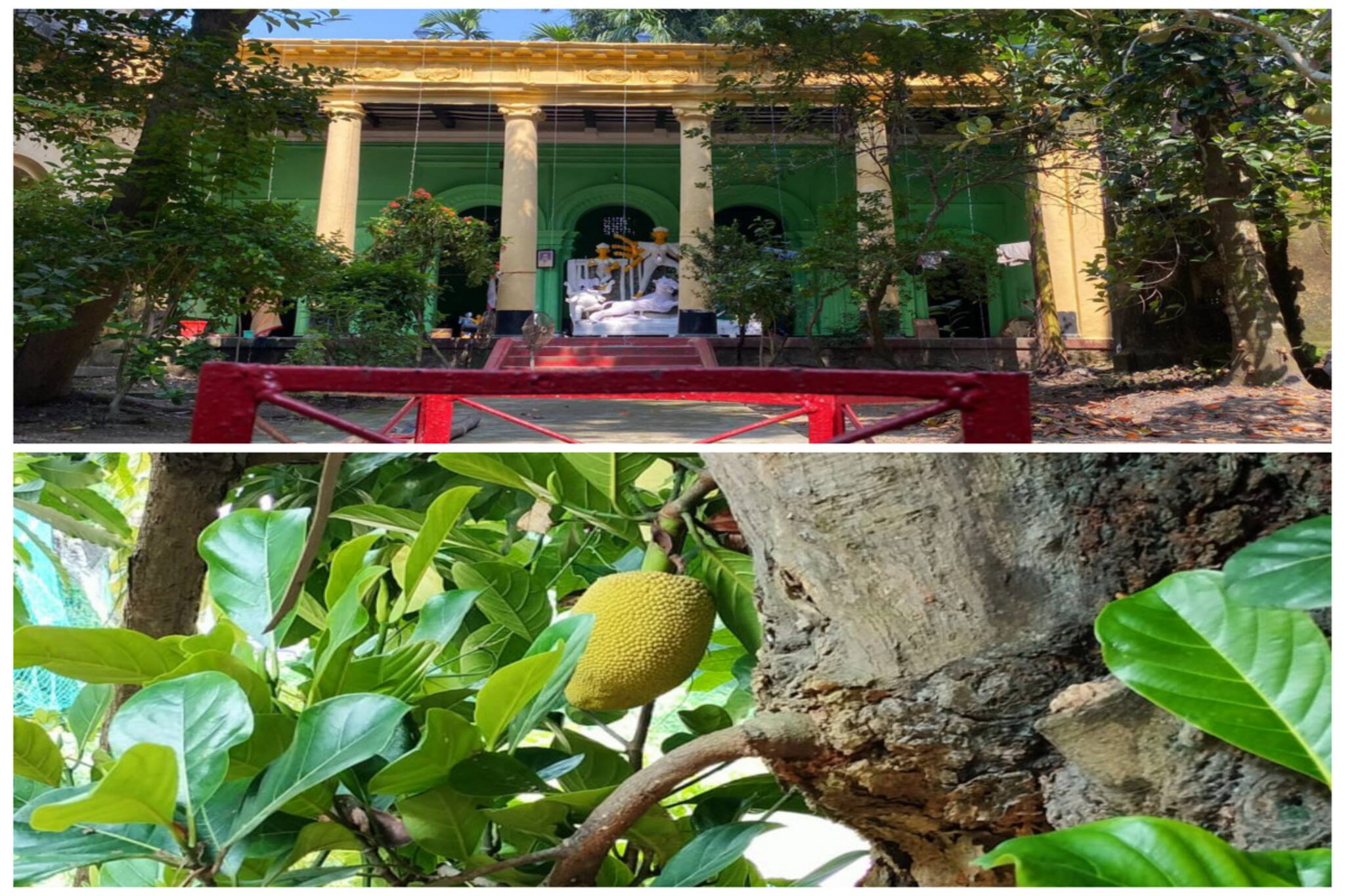 ৩৫০বছর ধরে অসময়ে কাঁঠাল ধরে গাছে, সেই ফলেই মায়ের ভোগ হয় জয়নগরের মিত্র বাড়িতে