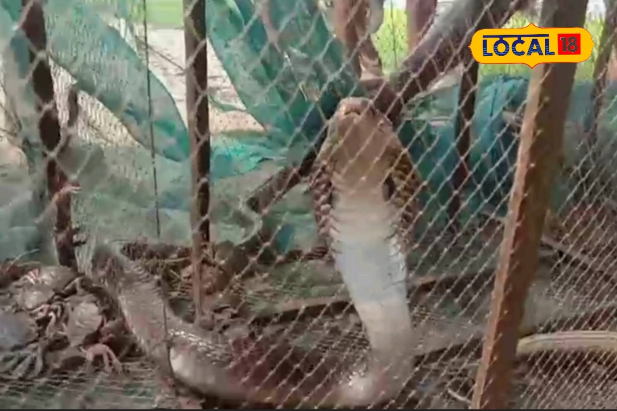 ডুবেছে নদী নালা খাবারে সন্ধানে লোকালয়ে বিষধর