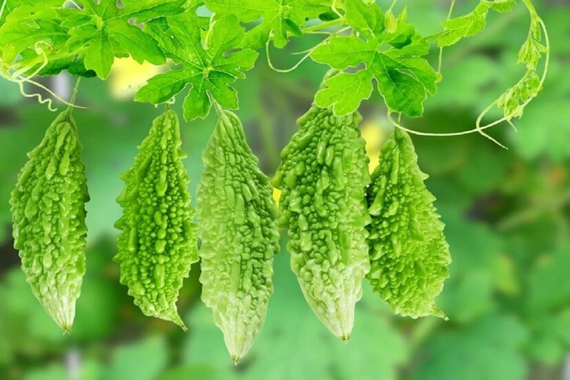 Bitter Gourd (Karola) Side Effects: লাইফস্টাইল কোচ ও পুষ্টিবিদ অঞ্জলি মুখোপাধ্যায় ইনস্টাগ্রামে একটি পোস্টে লিখেছেন,গুণে ভরপুর করলা কখনও কখনও আপনার জন্য ক্ষতিকর হতে পারে? কিছু মানুষ আছে যাদের জন্য করলা বিষের চেয়ে কিছু কম নয়। চলুন জেনে নেওয়া যাক কোন মানুষের জন্য এবং কোন সমস্যায় করলা সেবন ক্ষতিকর হতে পারে।