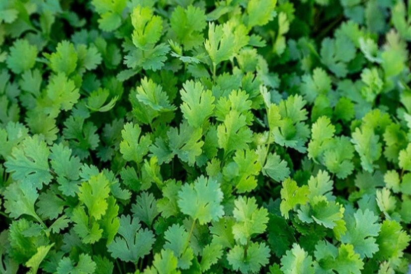Coriander Leaves Care: পাতার উপরেও পেপার টাওয়েল দিন। তারপর ঢাকনা আটকে ফ্রিজে রেখে দিন। এই উপায়ে অন্তত দুই থেকে তিন সপ্তাহ টাটকা থাকবে ধনেপাতা। 
