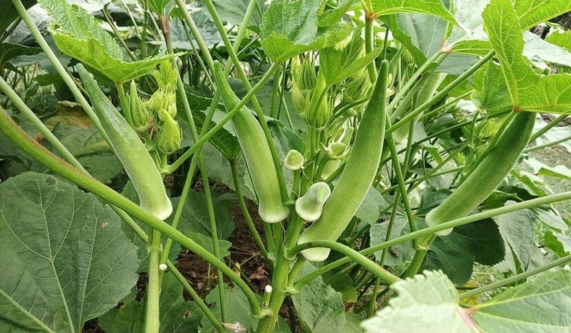 ওজন কমায় ঢেঁরস: ওজন কমাতে চাইলে নিয়মিত ঢেঁড়স খান। ঢেঁড়সে যেহেতু ফাইবার রয়েছে তাই এটি ওজন কমাতে কাজ করে। কারণ ঢেঁড়স খেলে অনেকক্ষণ খিদে পায় না! তাই অতিরিক্ত খেয়ে ফেলার ভয়ও থাকে না। চট করে ওজন ঝরাতে দারুণ কাজের!photo source collected 