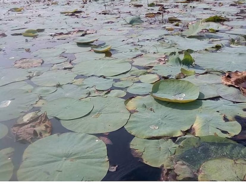 শালুকের পাশাপাশি পদ্ম পাতাতেও গরম খাওয়ার খাওয়া যেতে পারে। এটিও শরীরে জন‍্য অত‍্যন্ত উপকারী। 