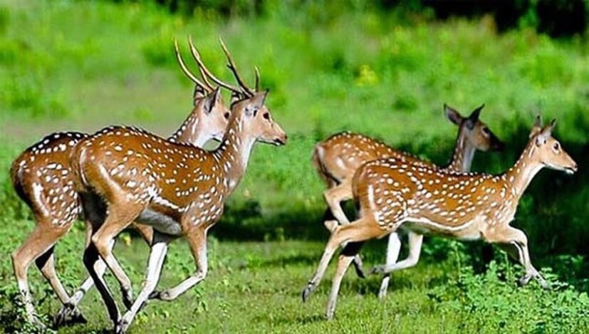 তার কথায়, গ্রামের আগে কেউ কখনও হরিণ দেখেনি তাই সেই হরিণটিকে দেখতে আশেপাশের গ্রাম থেকেও প্রচুর লোক এসে ভিড় জমিয়েছিল। বন দফতরের লোক এসে হরিণটি উদ্ধার করেছে। স্বাস্থ্য পরীক্ষার পর উদ্ধার হরিণকে গভীর জঙ্গলে ছেড়ে দেওয়া হবে বলে জানা গিয়েছে। (তথ্য: অনির্বাণ রায়)
