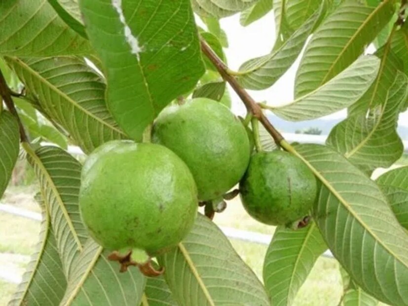 পেয়ারা পাতায় উপস্থিত অ্যান্টি-অক্সিডেন্ট এবং অ্যান্টি-এজিং উপাদান ত্বকের অনেক সমস্যা দূর করতে সহায়ক। এমন পরিস্থিতিতে, পেয়ারা পাতার সাথে দই, মুলতানি মাটি এবং মধুর ফেস মাস্ক ব্যবহার করে, আপনি সহজেই আপনার ত্বককে সুন্দর, দাগহীন এবং প্রাকৃতিকভাবে উজ্জ্বল করতে পারেন।